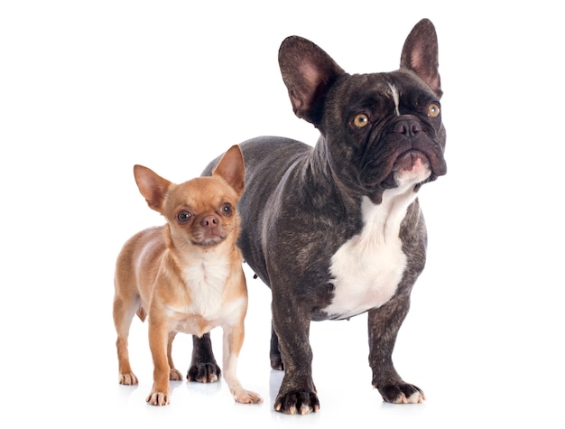 bulldog francese e chihuahua