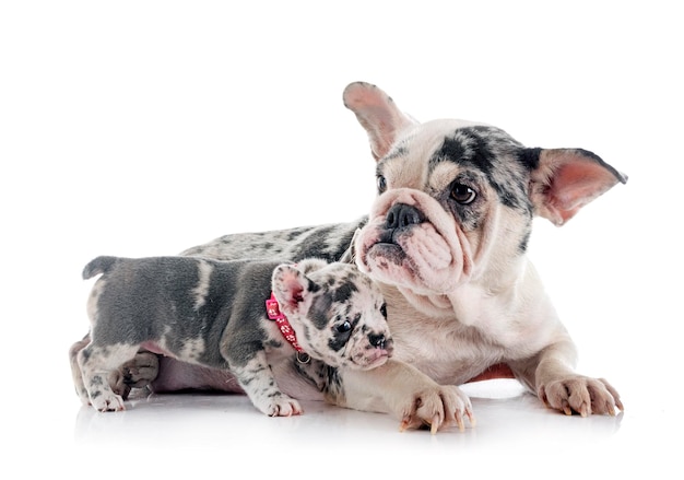 Bulldog francese e cucciolo in studio