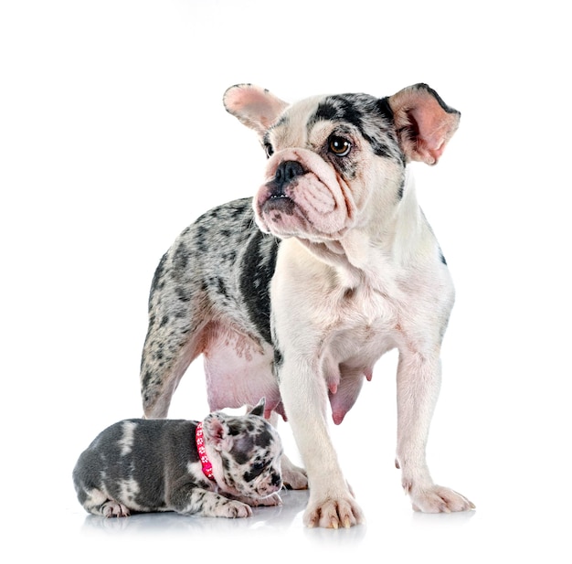 Bulldog francese e cucciolo in studio
