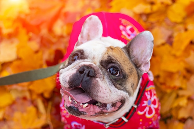 Bulldog francese in foglie di autunno