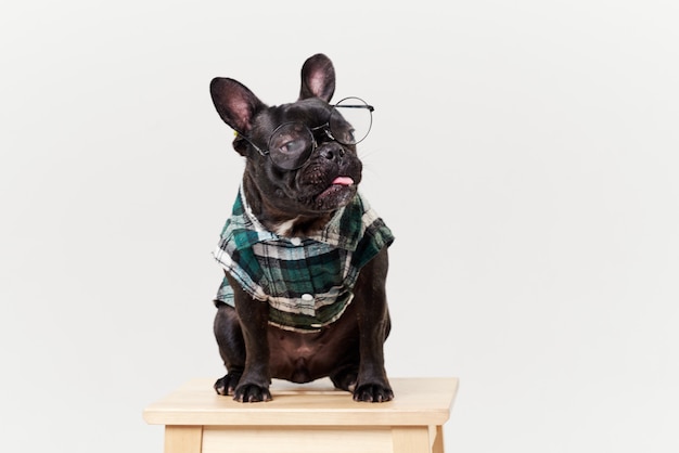 Bulldog francese in occhiali e camicia, molto intelligente e intelligente