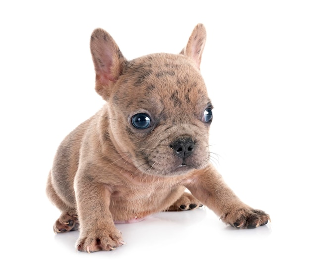 Bulldog francese in studio