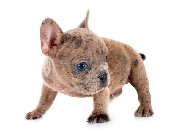 Bulldog francese in studio