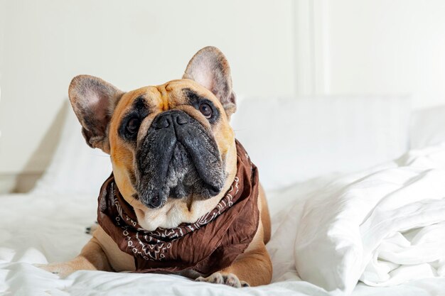 Bulldog francese in un velo su un letto bianco. Avvicinamento...