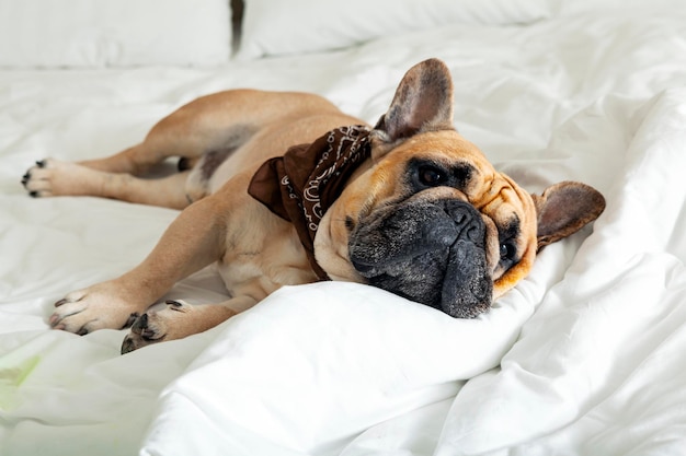 Bulldog francese in un velo su un letto bianco. Avvicinamento...