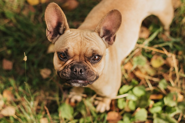 Bulldog francese in una passeggiata