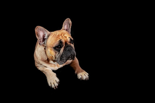 Bulldog francese isolato su sfondo nero