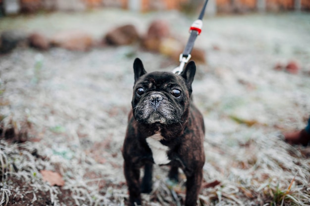 bulldog francese marrone che cammina in inverno nel gelo