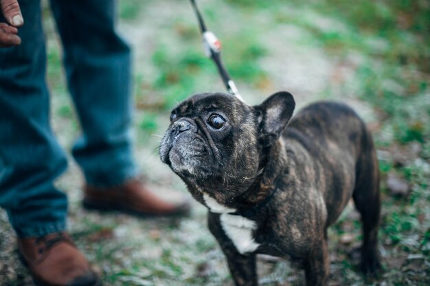 bulldog francese marrone che cammina in inverno nel gelo