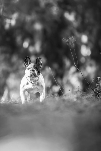 Bulldog francese nei boschi