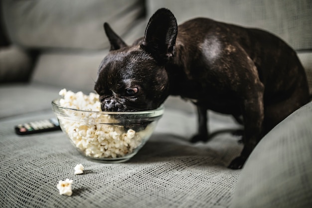 Bulldog francese nero che mangia popcorn sul sofà a casa