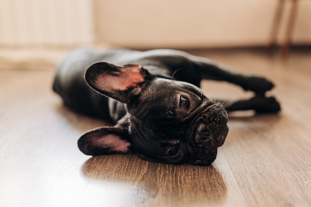 Bulldog francese nero che posa il pavimento e riposa Il cucciolo stanco e carino vuole dormire