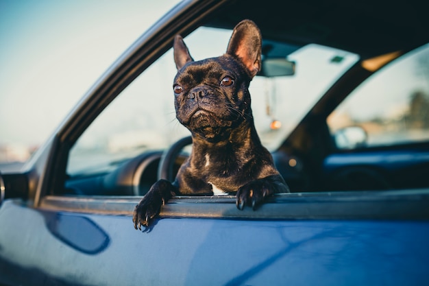Bulldog francese nero su una finestra di automobile