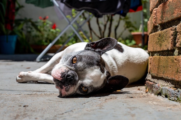 Bulldog francese sdraiato al sole nel cortile di una casa