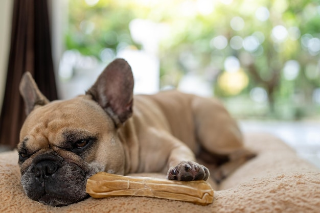 Bulldog francese sdraiato che tiene osso di pelle grezza sul cuscino marrone al coperto