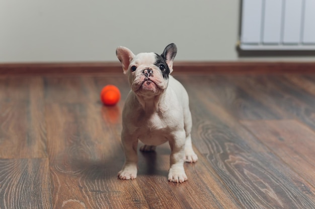 Bulldog francese sdraiato stanco dopo la passeggiata