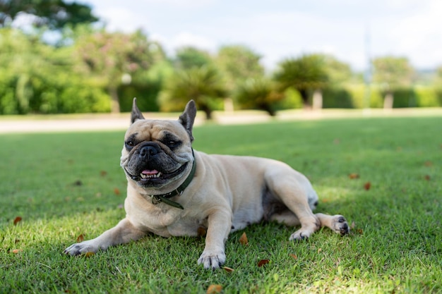 Bulldog francese sdraiato sul campo in erba.