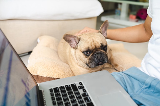 Bulldog francese sdraiato sul cuscino che guarda al computer portatile in grembo all'uomo