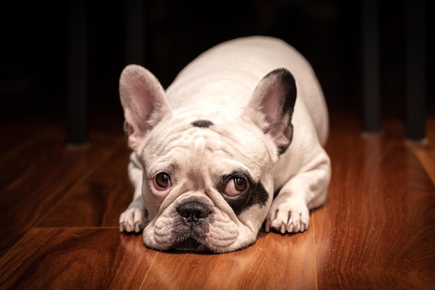 Bulldog francese sdraiato sul pavimento di legno