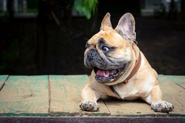 Bulldog francese sdraiato sulle tavole