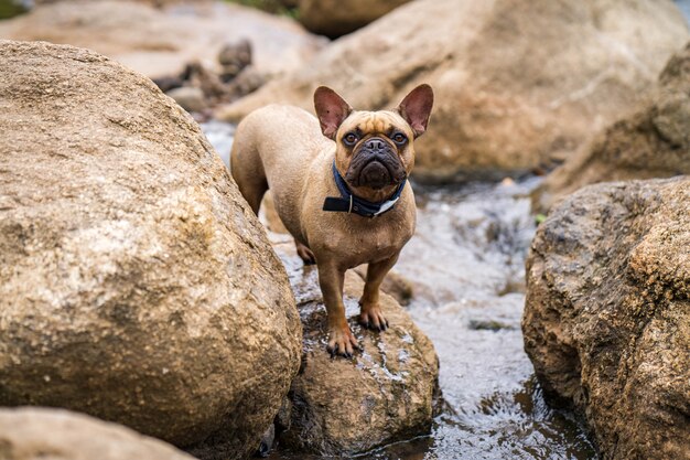 Bulldog francese sembrante sveglio che sta sulla roccia