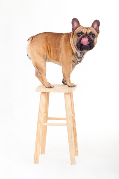 Bulldog francese su una panchina alta leccandosi il naso.