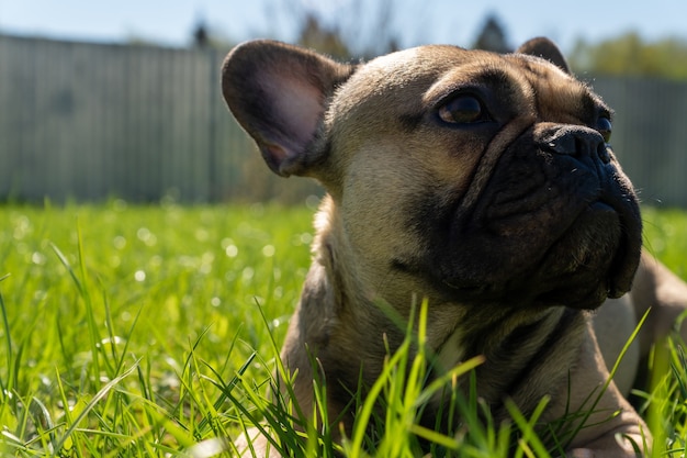 Bulldog francese sull'erba su un cortile