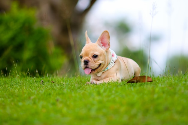 Bulldog francese sveglio che gioca sul campo verde