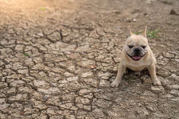 Bulldog francese sveglio che si siede sulla terra incrinata asciutta allo stagno di estate.