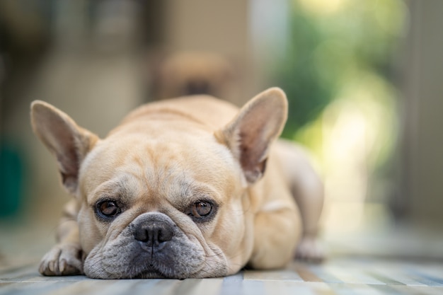 Bulldog francese sveglio che si trova alla pavimentazione in piastrelle dell'interno