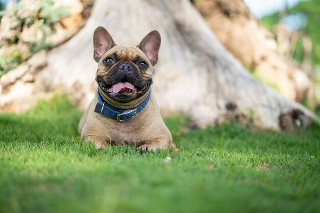 Bulldog francese sveglio che si trova sul campo contro l'albero