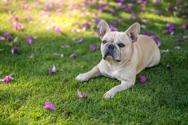 Bulldog francese sveglio che si trova sull'erba sotto l'albero di purpurea di Bauhinia nel giardino.