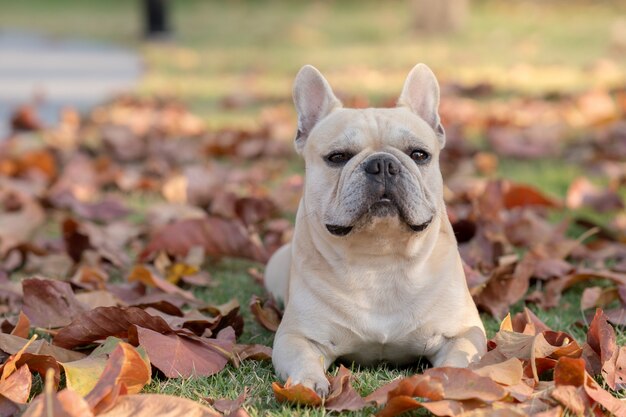 Bulldog francese sveglio che si trova sulle foglie di caduta