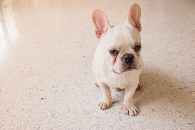 Bulldog francese, un cane nel fare una faccia triste ma ancora sveglio, cane bianco che si siede nella casa