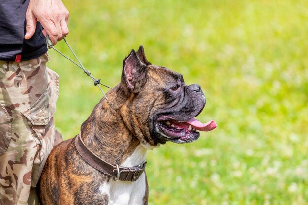 Bulldog in miniatura al guinzaglio vicino al suo padrone