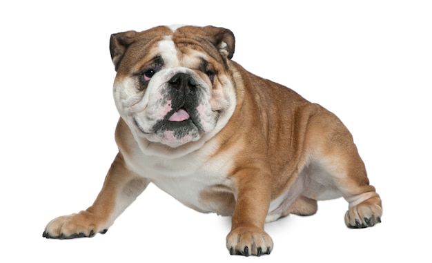 Bulldog inglese, 1 anno e mezzo. Ritratto di cane isolato