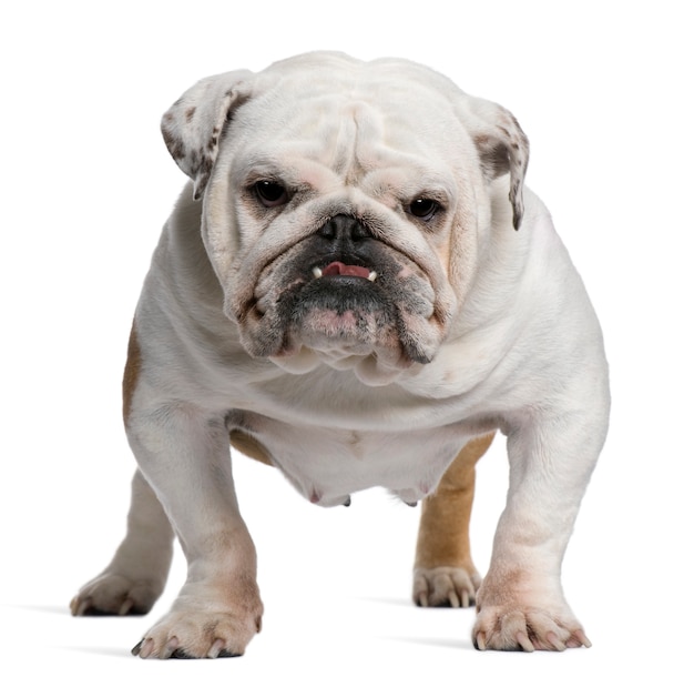 Bulldog inglese, 5 anni, in piedi davanti al muro bianco