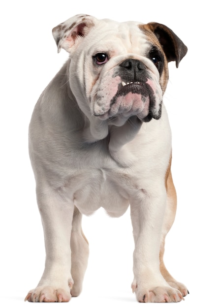 Bulldog inglese, 7 mesi, in piedi