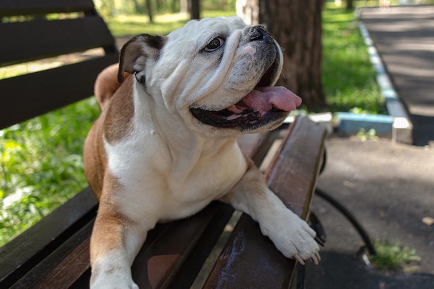 Bulldog inglese Animali domestici Un cane purosangue in un parco naturale su una panchina Temi animali