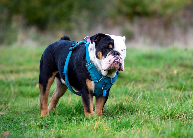 Bulldog inglese britannico tricolore nero in imbracatura blu che corre sull'erba verde in una calda giornata di sole