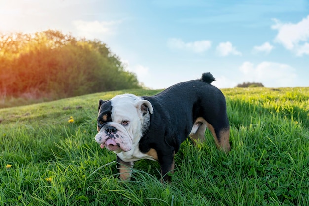 Bulldog inglese britannico tricolore nero in imbracatura blu che corre sull'erba verde