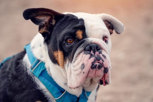 Bulldog inglese britannico tricolore nero seduto sul mare al tramonto in estate