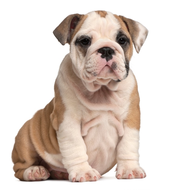 Bulldog inglese cucciolo seduto, 2 mesi