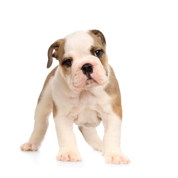 Bulldog inglese cucciolo