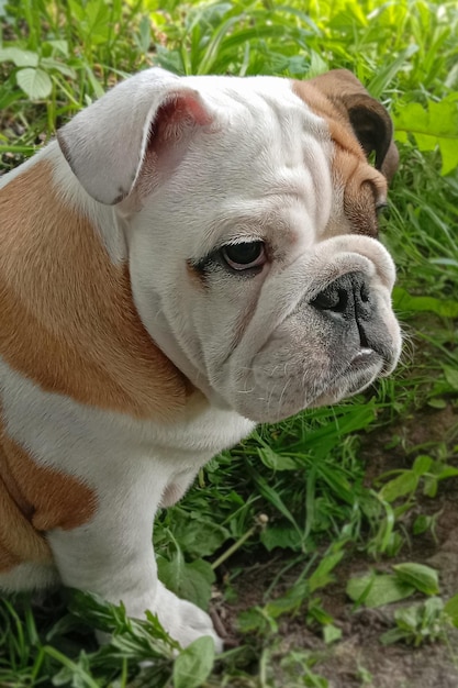 Bulldog inglese Cute cucciolo seduto nell'erba Un cane di razza Animali domestici