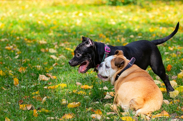 Bulldog inglese e bullo americano che giocano nel prato..