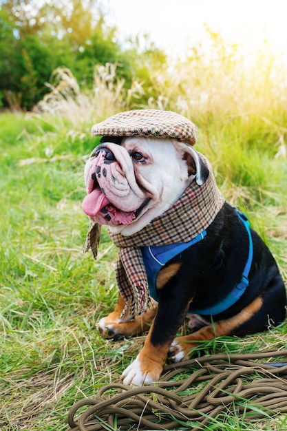 Bulldog inglese in bianco e nero che indossa un berretto