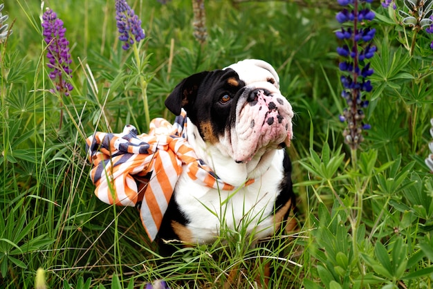 Bulldog inglese in bianco e nero che indossa una sciarpa fuori per una passeggiata che si siede nell'erba