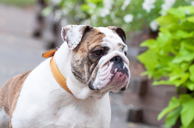 Bulldog inglese nel parco