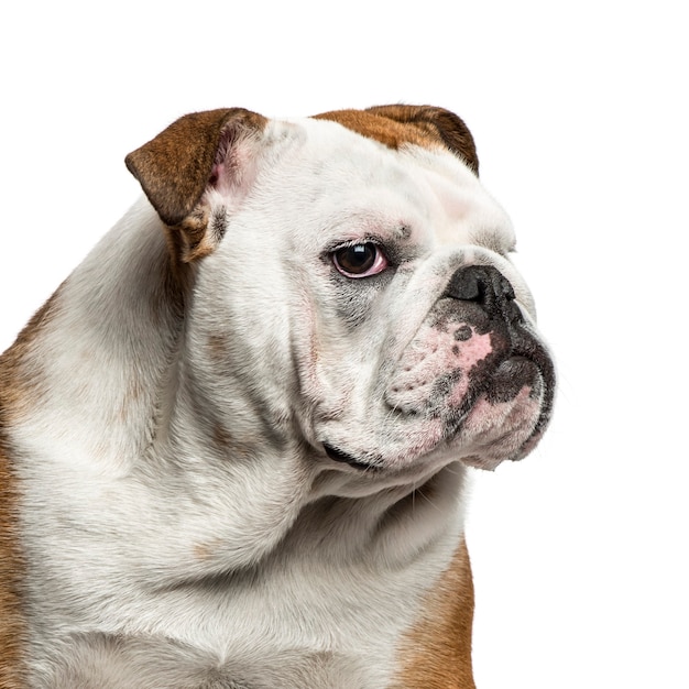 Bulldog inglese ritratto contro bianco